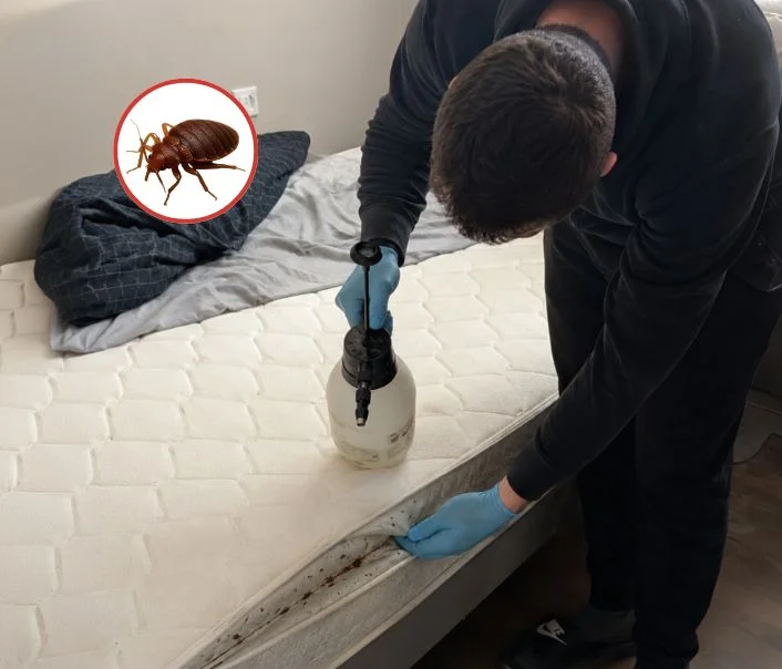 Technicien traitant un matelas contre les punaises de lit à Crégy-lès-Meaux